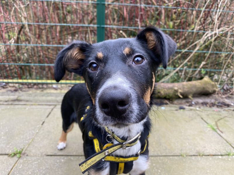 Border Collie for adoption in Ilfracombe, North Devon – 10 months old - Image 4 of 5