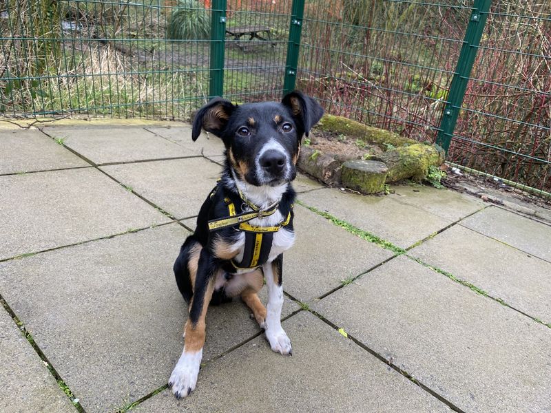 Border Collie for adoption in Ilfracombe, North Devon – 10 months old - Image 3 of 5