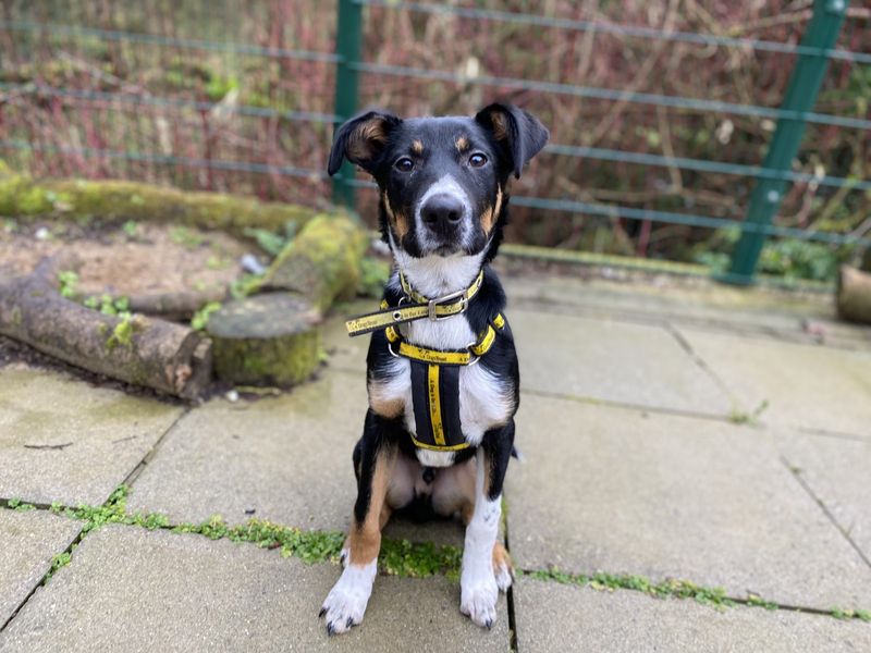Border Collie for adoption in Ilfracombe, North Devon – 10 months old - Image 5 of 5