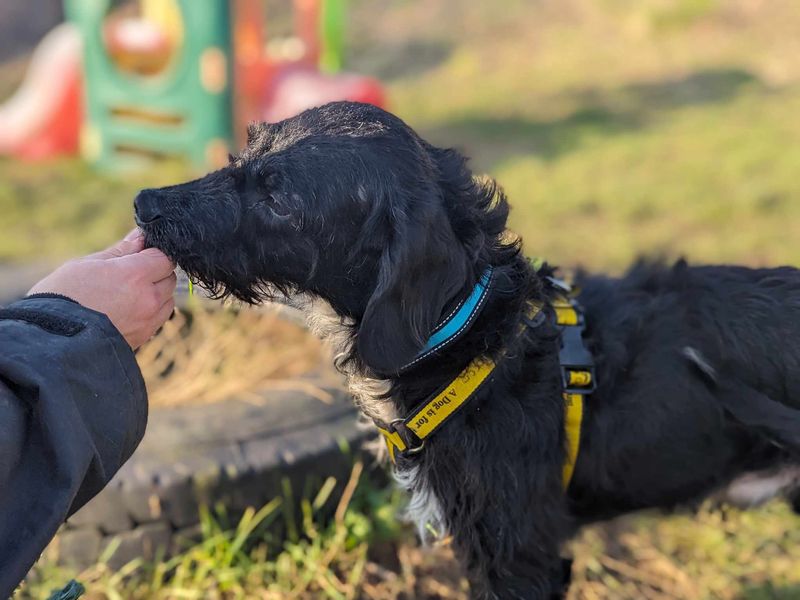 Springer Spaniel for adoption in Mid Glamorgan, Wales – 4 years old