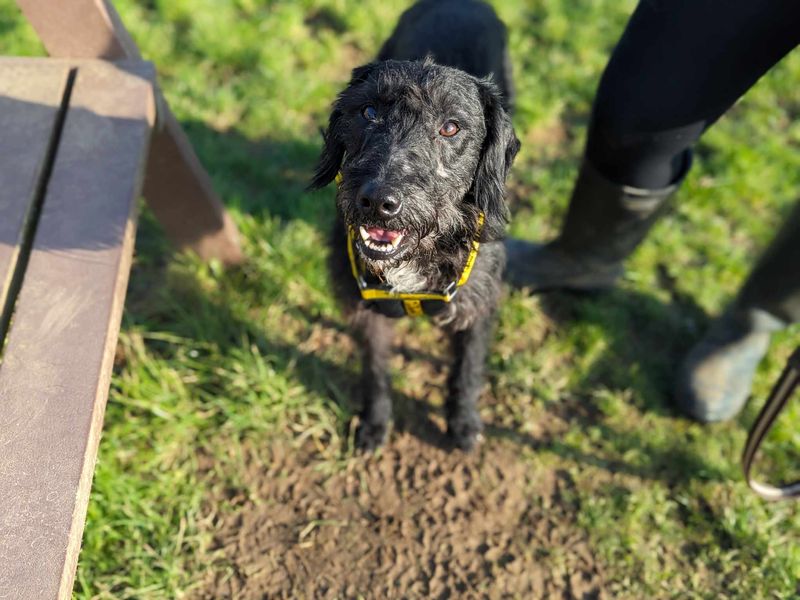 Springer Spaniel for adoption in Mid Glamorgan, Wales – 4 years old