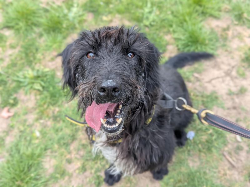 Teller | Spaniel (English Springer) Cross | Bridgend (Wales) - 1