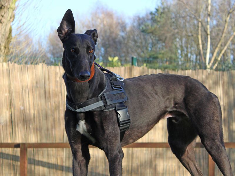 Greyhound for adoption in Liverpool, Merseyside – 3 years old