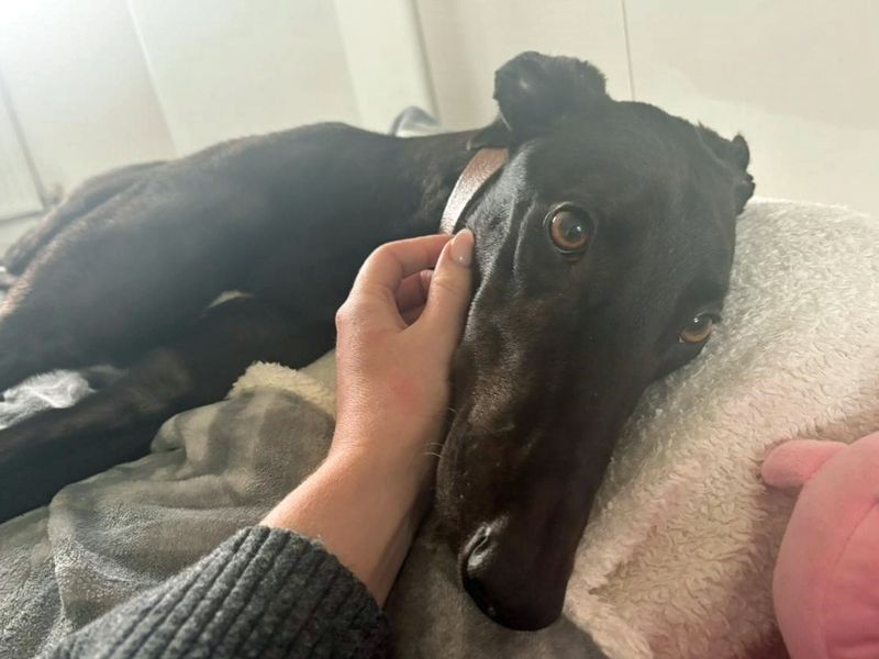Norman | Greyhound | Merseyside (Liverpool) - 1