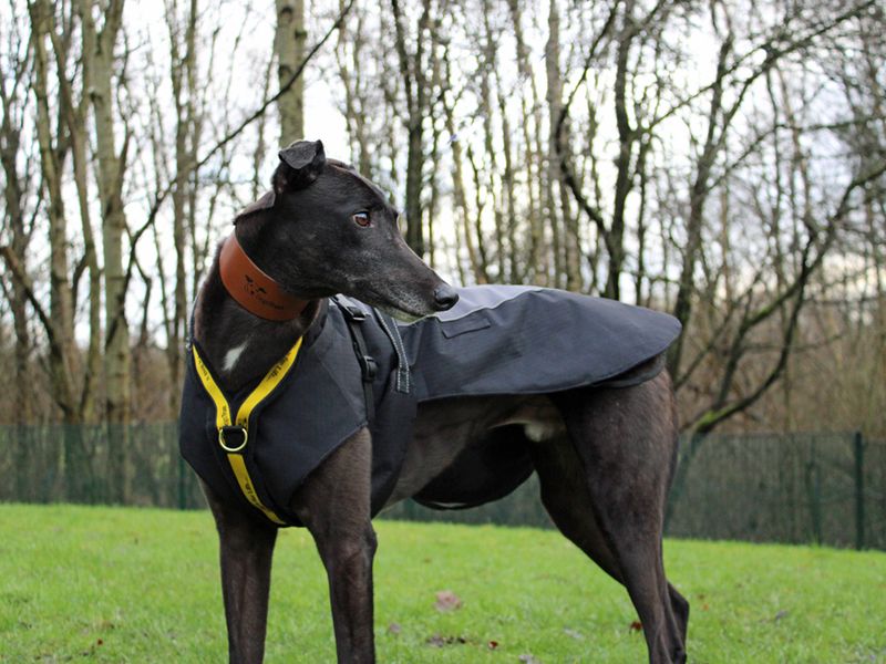 Greyhound for adoption in Liverpool, Merseyside – 5 years old - Image 2 of 3