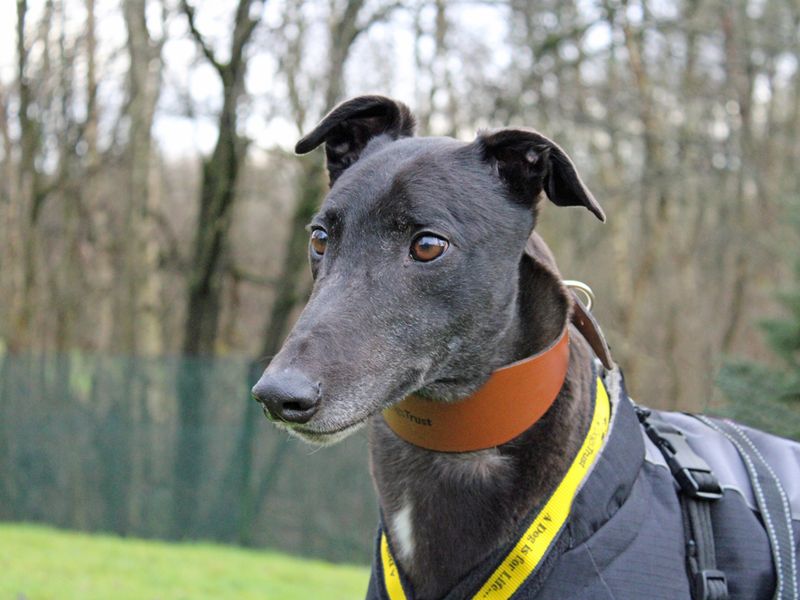 Shadow | Greyhound | Merseyside (Liverpool) - 1