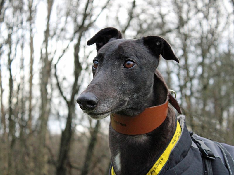 Greyhound for adoption in Liverpool, Merseyside – 5 years old - Image 3 of 3