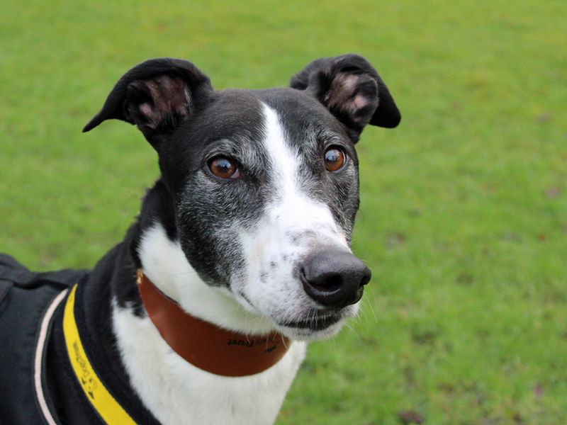 Blaze for sale in Liverpool, Merseyside - Image 2