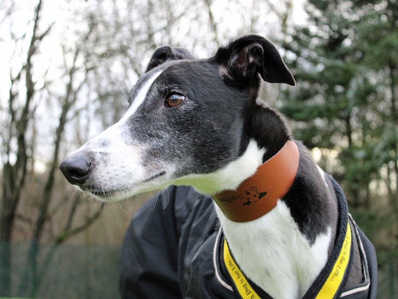 Greyhound for adoption in Liverpool, Merseyside – 4 years old