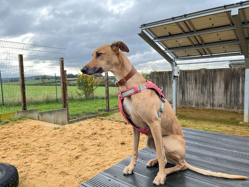Harley | Lurcher | Salisbury (Wiltshire) - 1