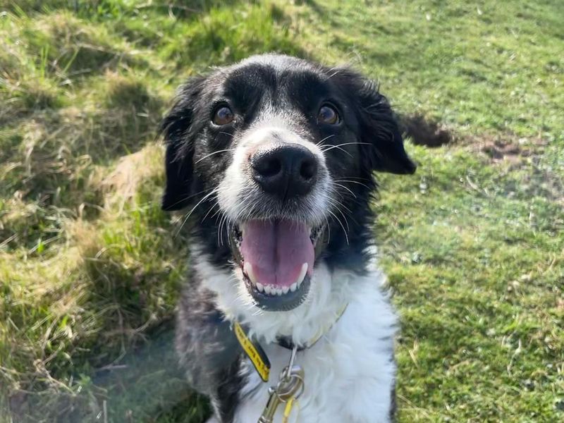 Phoebe Collie Cross | Collie (Border) Cross | Shoreham (Sussex) - 1