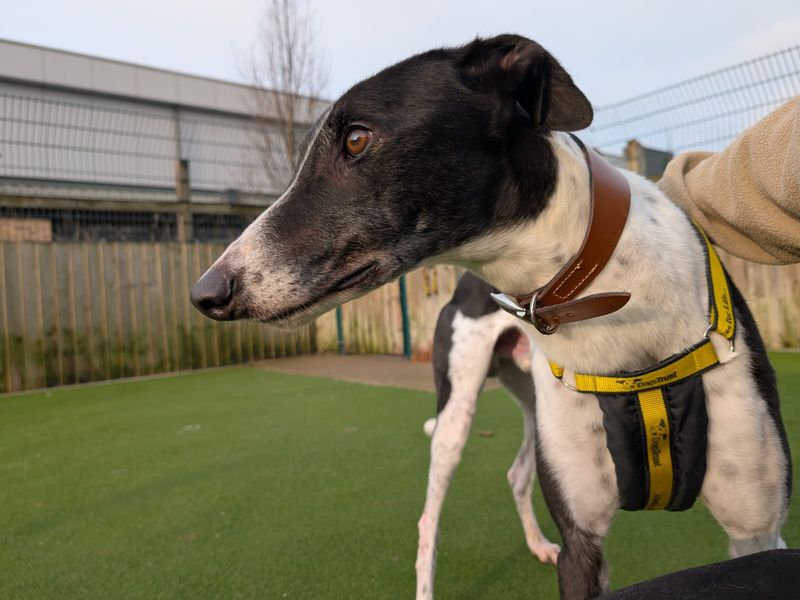 Greyhound for adoption in Cardiff, Glamorgan – 4 years old
