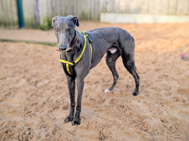 Greyhound for adoption in Cardiff, Glamorgan – 4 years old