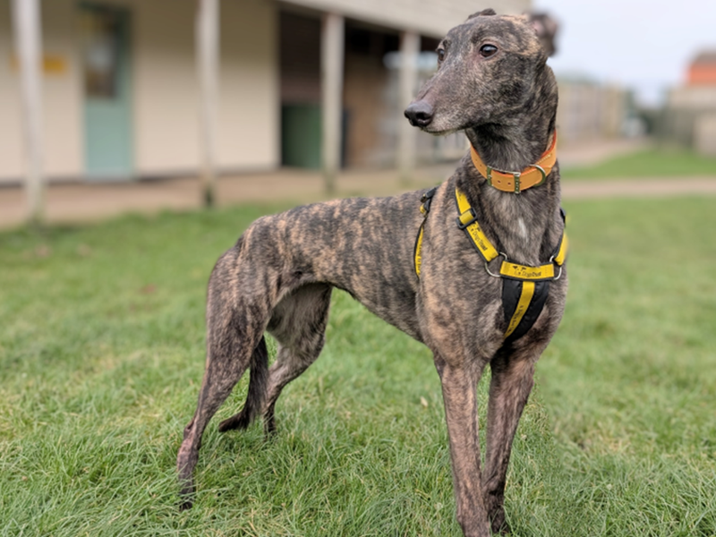 Greyhound for adoption in Wymeswold, Leicestershire – 5 years old - Image 2 of 2