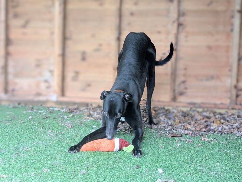 Greyhound for adoption in Wymeswold, Leicestershire – 3 years old - Image 1 of 3