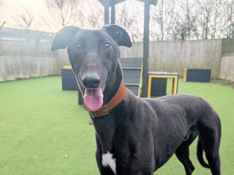 Greyhound for adoption in Wymeswold, Leicestershire – 3 years old - Image 2 of 3