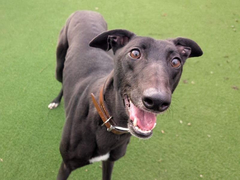 Greyhound for adoption in Wymeswold, Leicestershire – 3 years old - Image 3 of 3