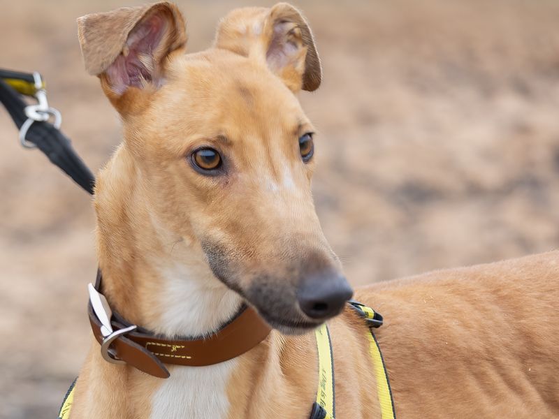 Greyhound for adoption in Wymeswold, Leicestershire – 2 years old