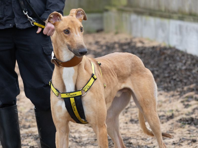 Greyhound for adoption in Wymeswold, Leicestershire – 2 years old - Image 2 of 2