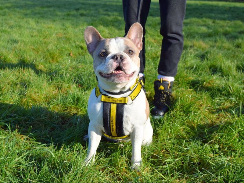 French Bulldog for adoption in Uxbridge, London – 4 years old - Image 3 of 3
