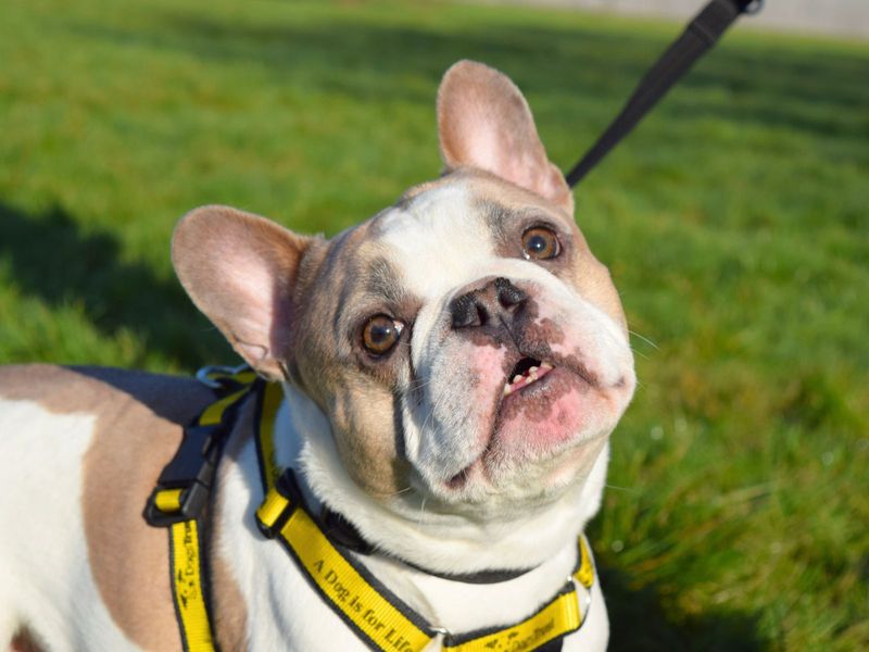 French Bulldog for adoption in Uxbridge, London – 4 years old - Image 2 of 3