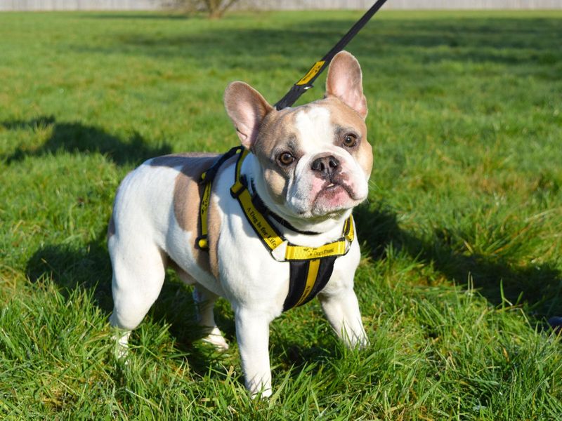 French Bulldog for adoption in Uxbridge, London – 4 years old
