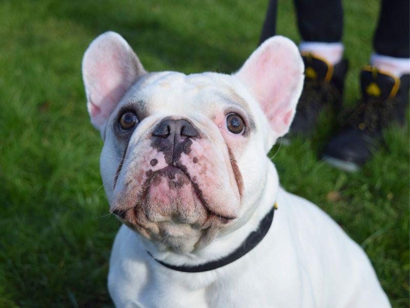 French Bulldog for adoption in Uxbridge, London – 4 years old - Image 2 of 2