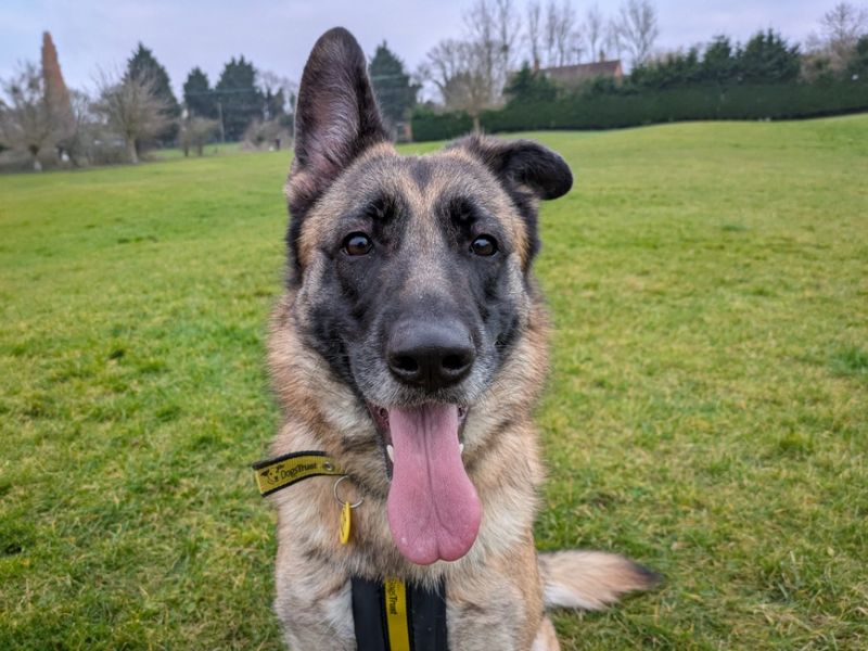 German Shepherd for adoption in Evesham, Worcestershire – 2 years old - Image 2 of 2