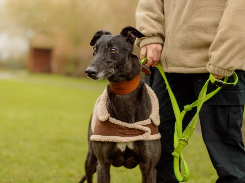 Sasha | Greyhound | Kenilworth (West Midlands) - 1