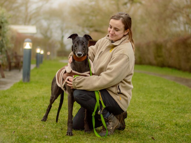 Greyhound for adoption in Kenilworth, Warks – 5 years old - Image 3 of 4