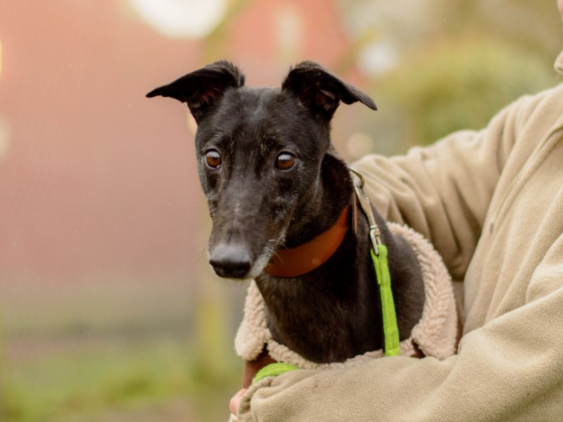 Greyhound for adoption in Kenilworth, Warks – 5 years old - Image 4 of 4