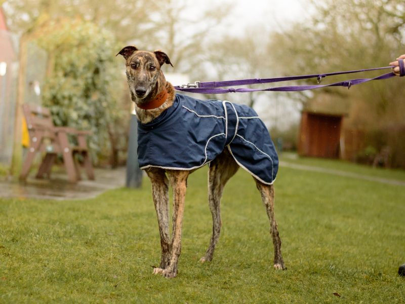 Finn for sale in Kenilworth, Warks - Image 2