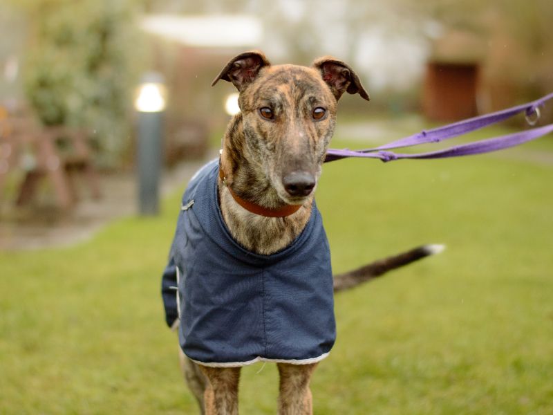 Finn for sale in Kenilworth, Warks - Image 3