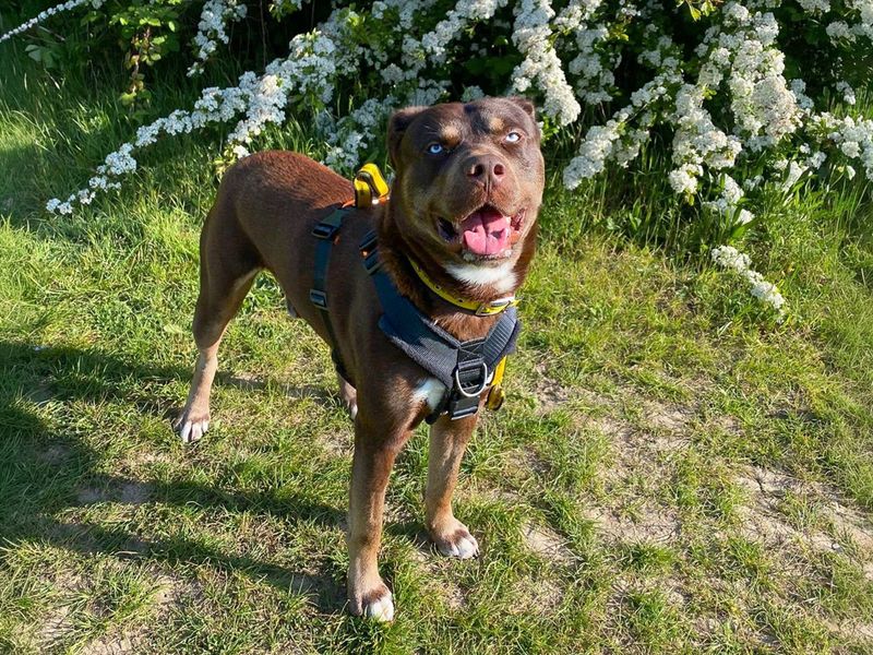 Staffordshire Bull Terrier Dogs And Puppies For Adoption