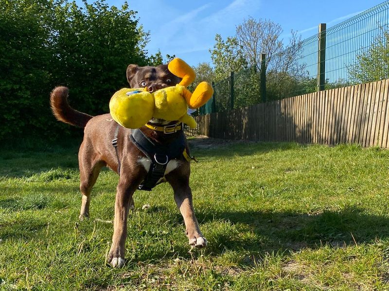 Peanut | Terrier (Staffordshire Bull) Cross | Basildon (Essex) - 6