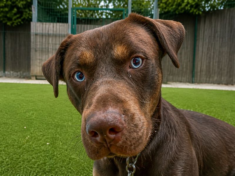 Peanut | Terrier (Staffordshire Bull) Cross | Basildon (Essex) - 7