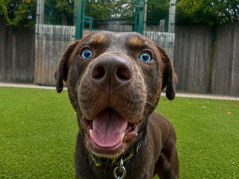 Peanut | Terrier (Staffordshire Bull) Cross | Basildon (Essex) - 1
