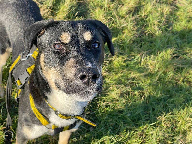 Otto for sale in Wickford, Essex | Image 4