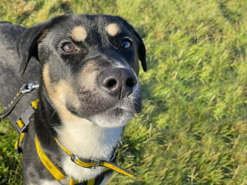 Otto for sale in Wickford, Essex | Image 2