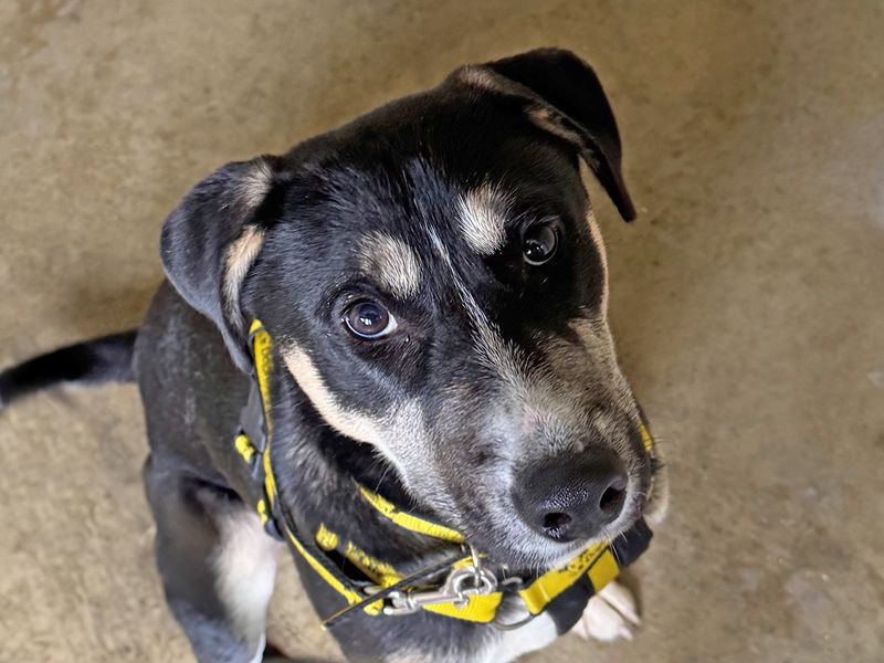 Staffordshire Bull Terrier for adoption in Wickford, Essex – 1 year old - Image 2 of 3