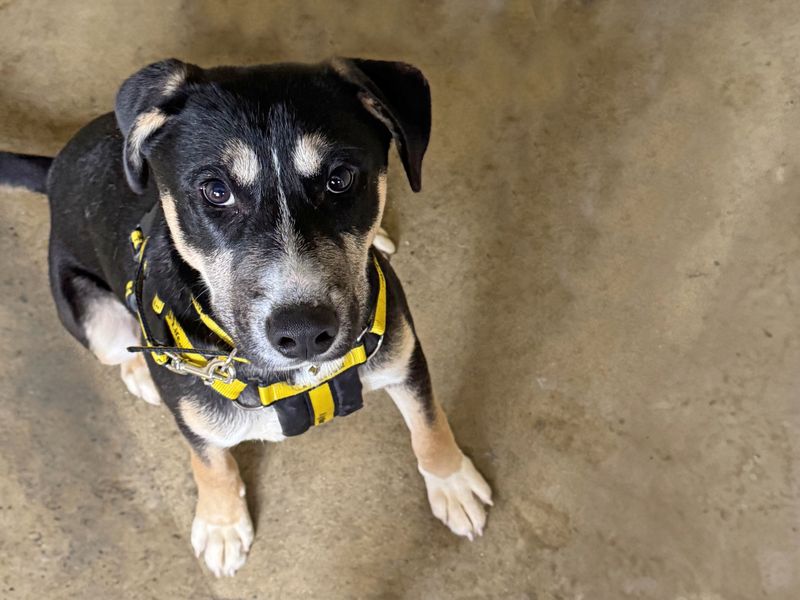 Staffordshire Bull Terrier for adoption in Wickford, Essex – 1 year old - Image 3 of 3