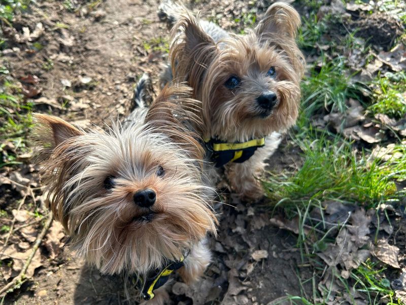 Yorkshire Terrier for adoption in Snetterton, Norfolk – 6 years old - Image 1 of 2
