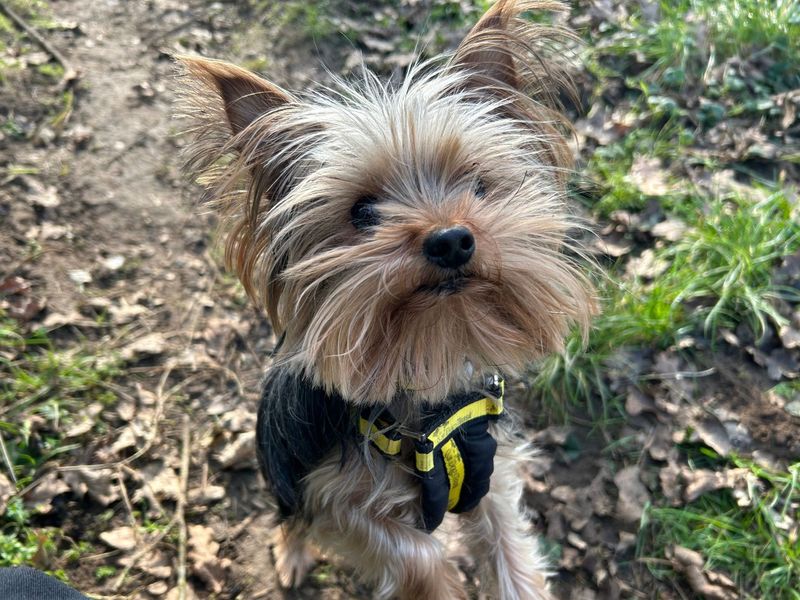 Yorkshire Terrier for adoption in Snetterton, Norfolk – 6 years old - Image 2 of 2