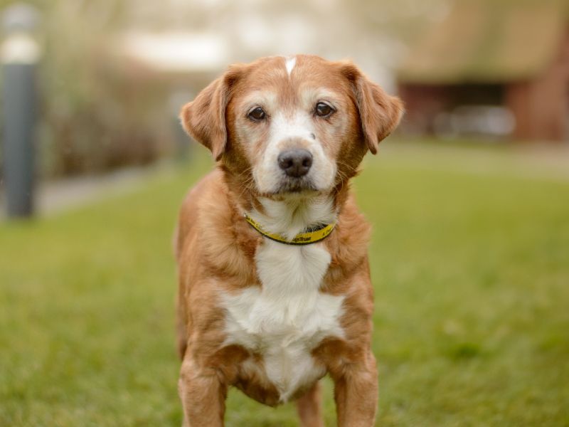 Jack Russell Terrier for adoption in Kenilworth, Warks – 11 years old - Image 7 of 9