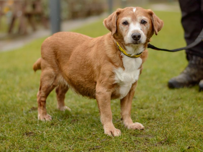 Jack Russell Terrier for adoption in Kenilworth, Warks – 11 years old - Image 1 of 9