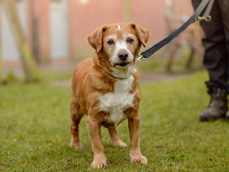 Jack Russell Terrier for adoption in Kenilworth, Warks – 11 years old - Image 2 of 9