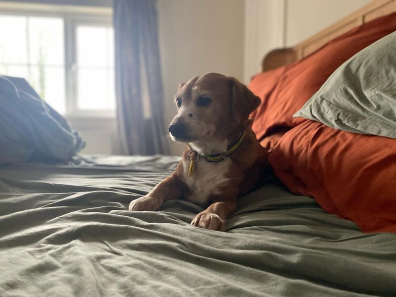 Jack Russell Terrier for adoption in Kenilworth, Warks – 11 years old - Image 6 of 9