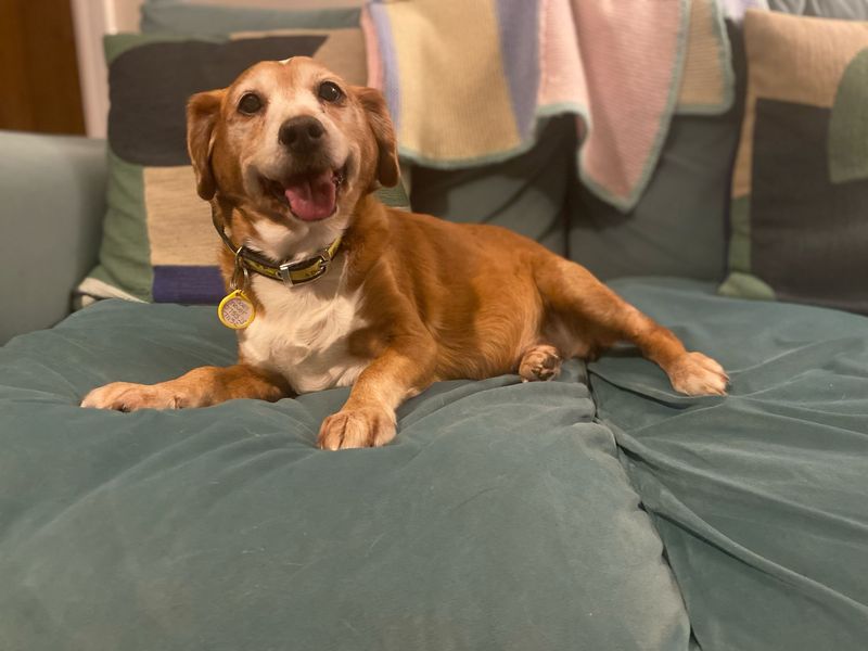 Jack Russell Terrier for adoption in Kenilworth, Warks – 11 years old - Image 8 of 9