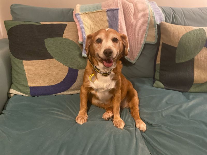 Jack Russell Terrier for adoption in Kenilworth, Warks – 11 years old - Image 9 of 9