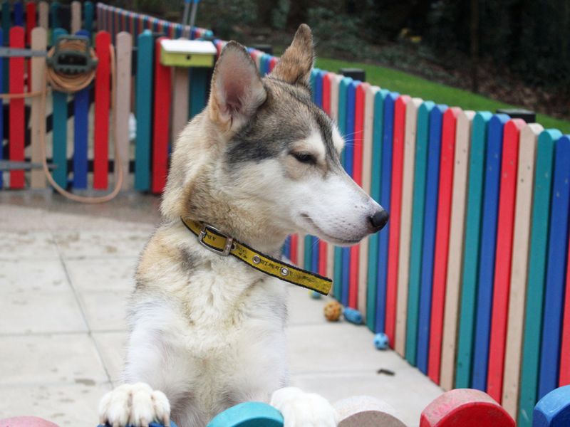 Bella for sale in Liverpool, Merseyside | Image 3